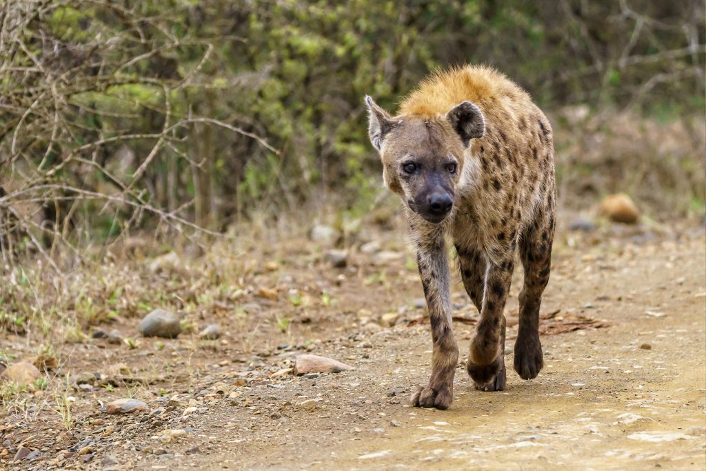 facts about hyenas and their environment and how it needs to be