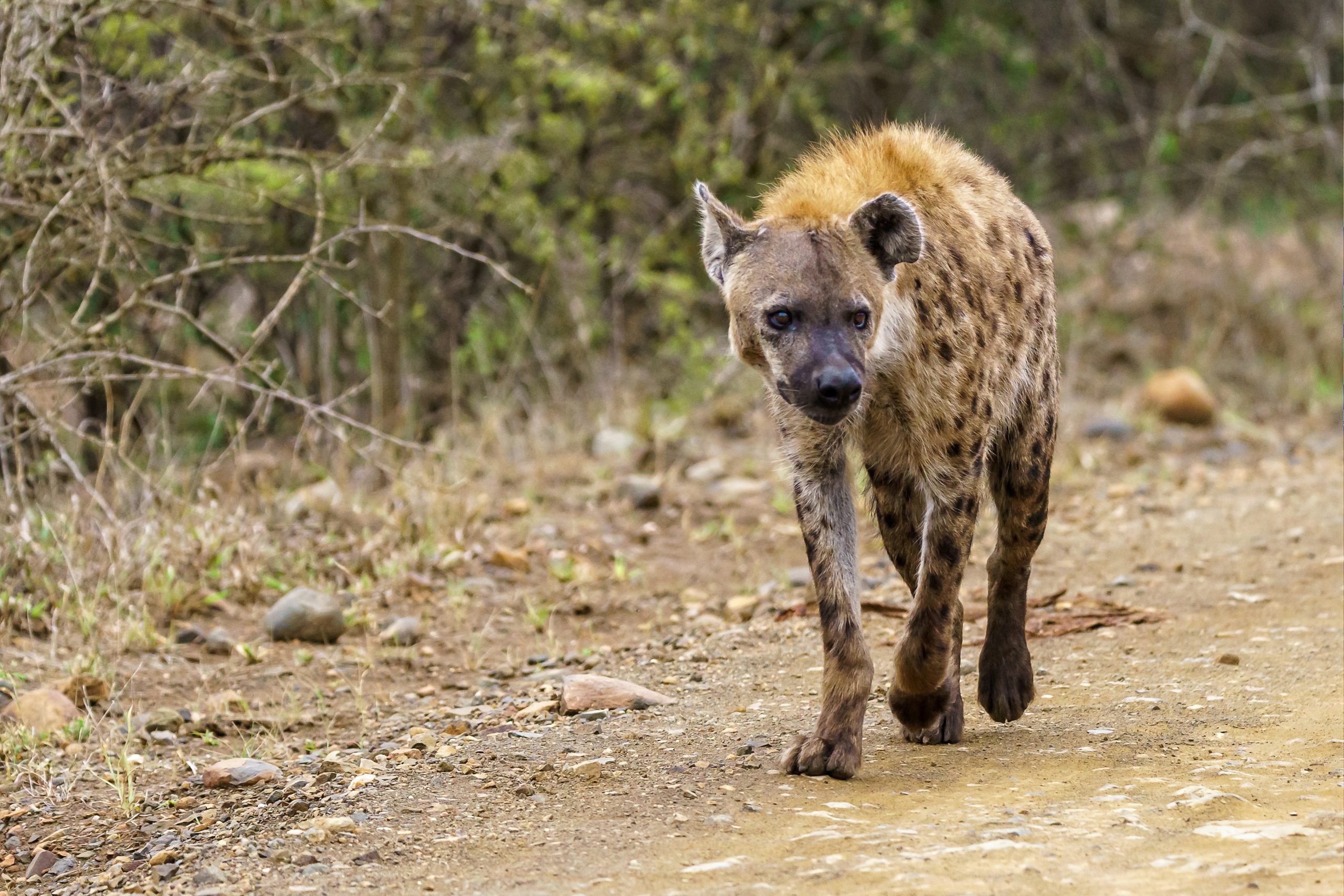 Facts About Hyenas and Their Environment and How It Needs to Be