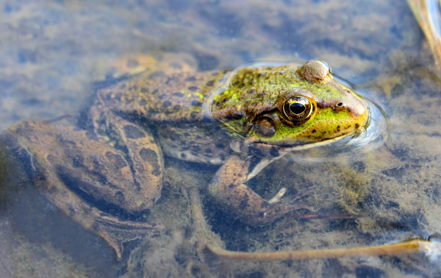 Facts About Why Frogs Are Good for the Environment – ecowalkthetalk