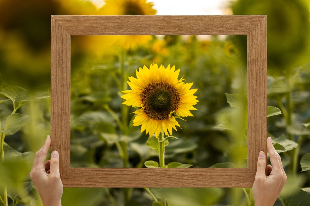 facts on how are sunflowers one of the most helpful flowers in our environment