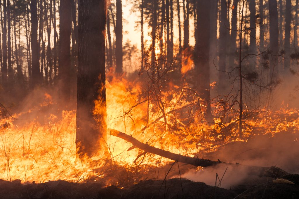 facts on why wildfires are good for the environment
